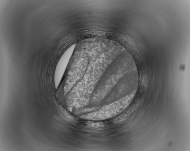 X0000098120185200805021205