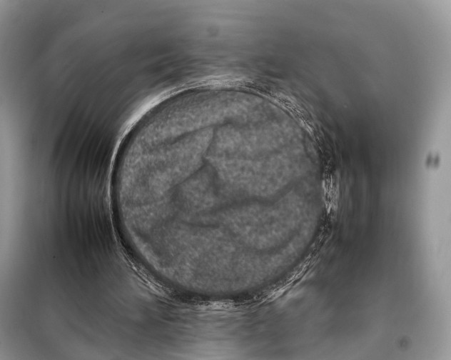 X0000098120196200805021205