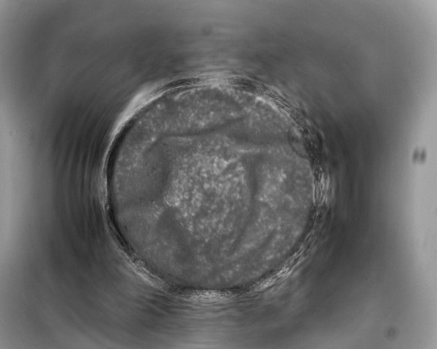 X0000098120198200805021205