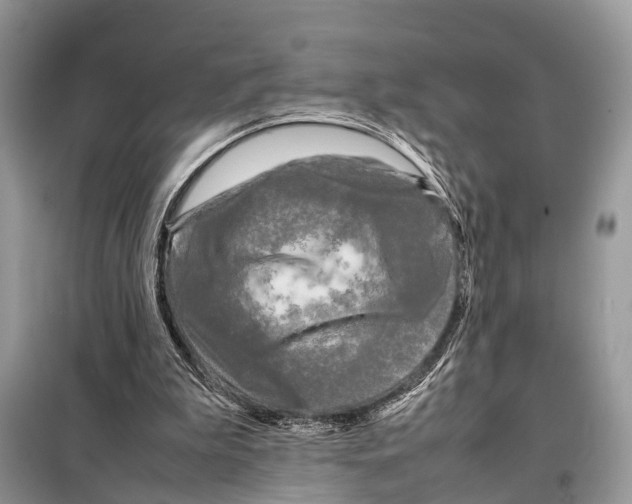 X0000098120199200805021205