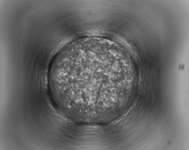 X0000098120202200805021205