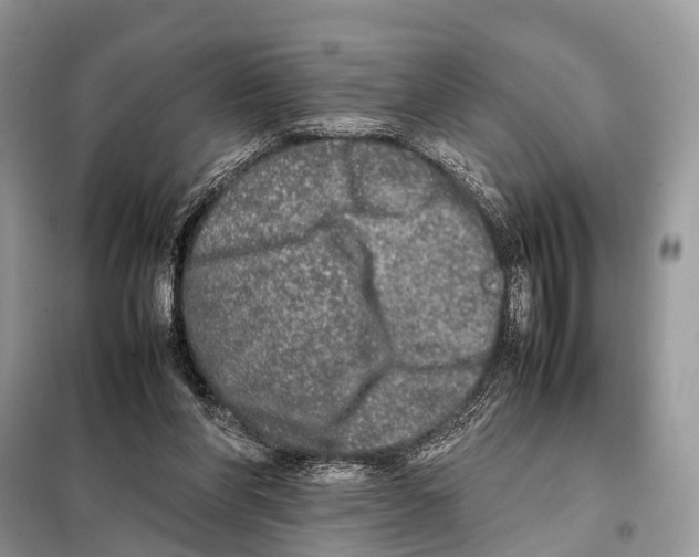 X0000098120206200805021204