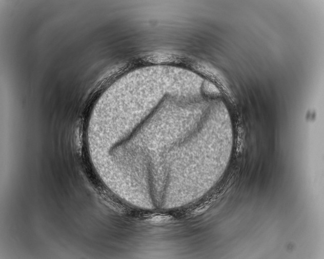 X0000098120210200805021204