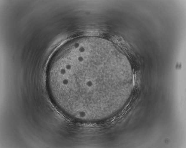 X0000098120243200805021203