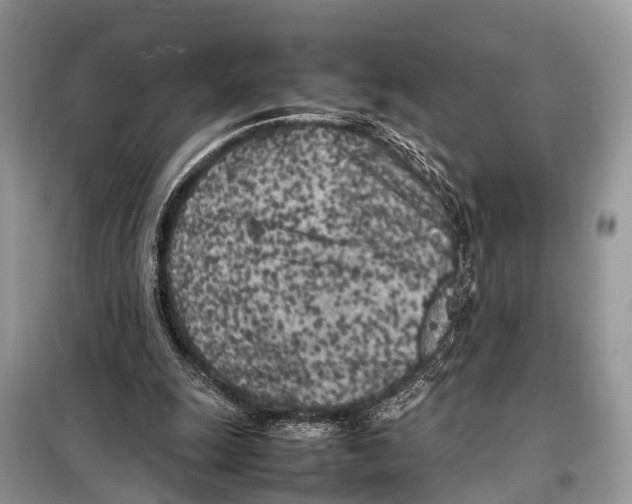 X0000098120247200805021203