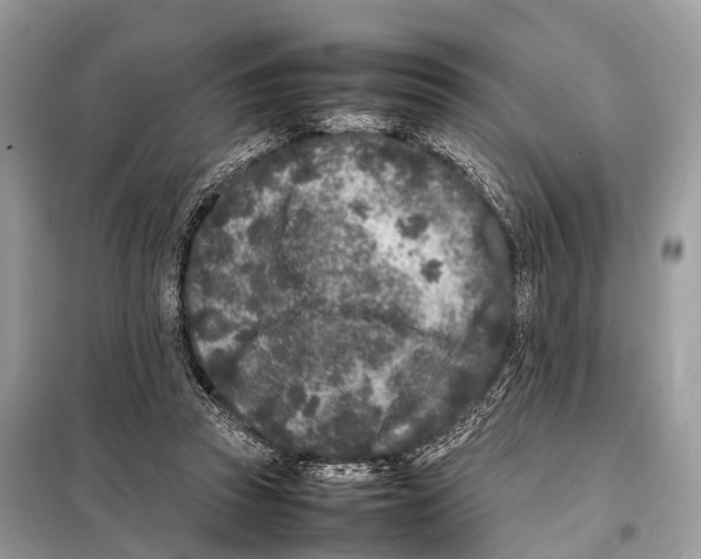 X0000098120353200805021202