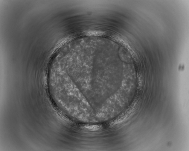 X0000098120357200805021202