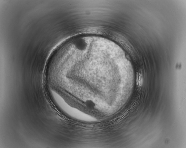 X0000098120388200805021202
