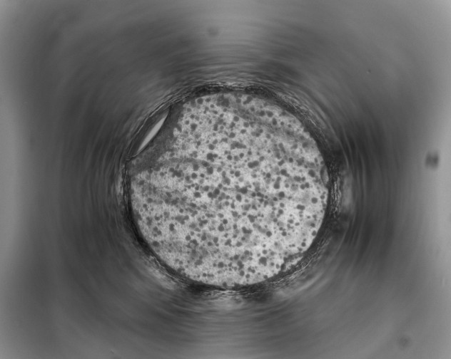 X0000098120424200805021201