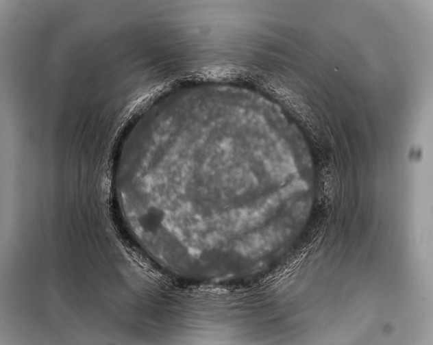 X0000098120640200805021157