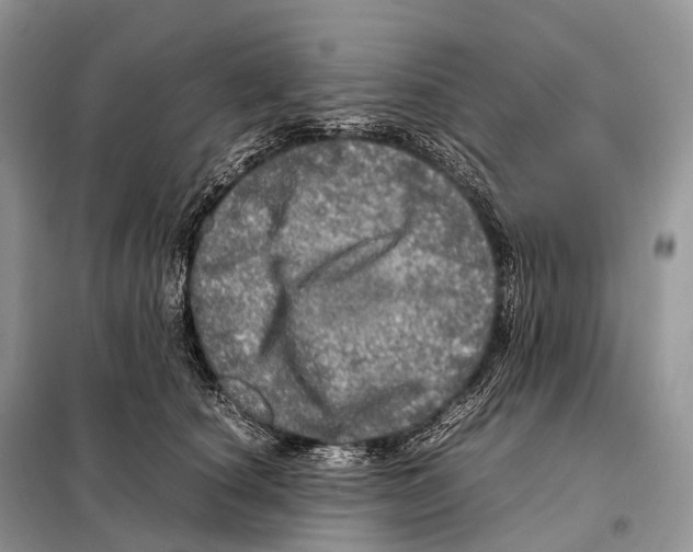 X0000098120660200805021157