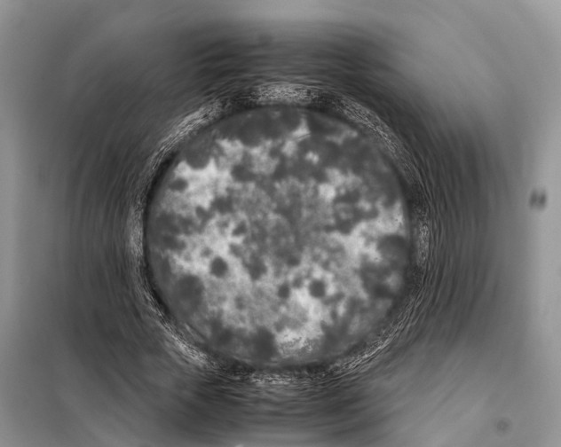 X0000098120729200805021156