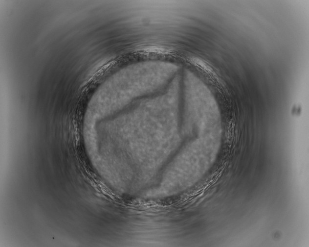 X0000098120774200805021155