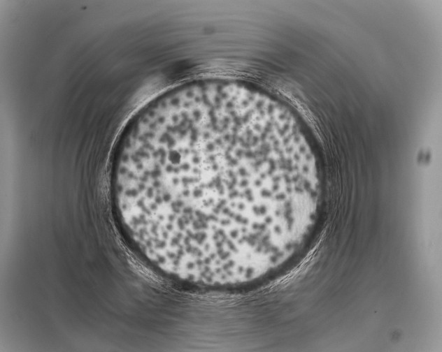 X0000098120779200805021155