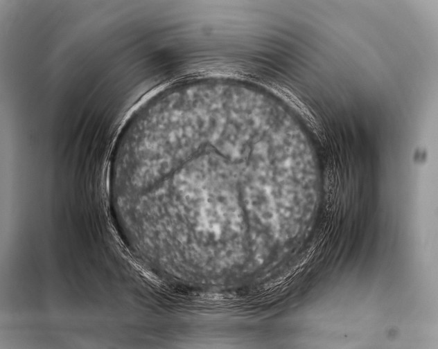X0000098120790200805021155