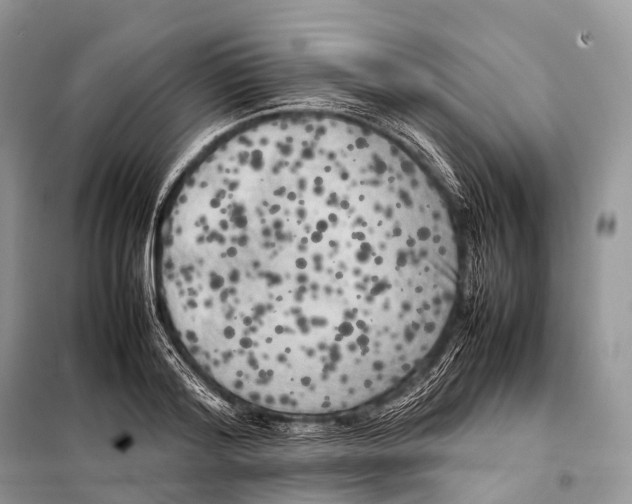 X0000098120796200805021155