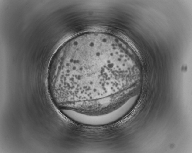 X0000098120853200805021155