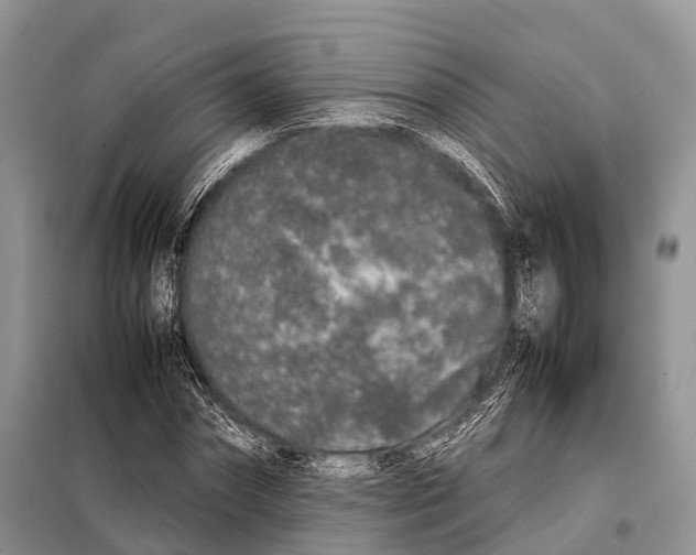 X0000098120874200805021154