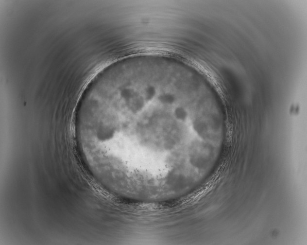 X0000098120883200805021154
