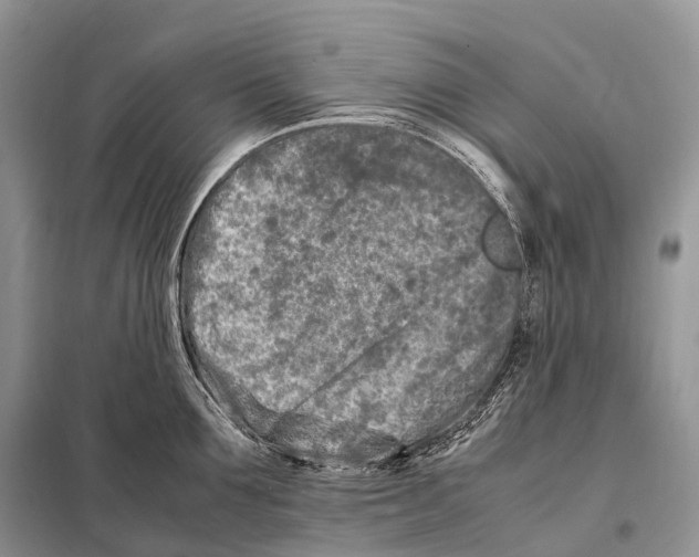 X0000098120907200805021153