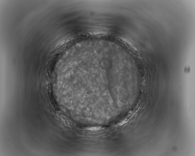 X0000098120917200805021153