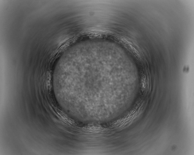 X0000098120964200805021152