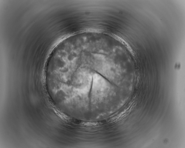 X0000098121027200805021151