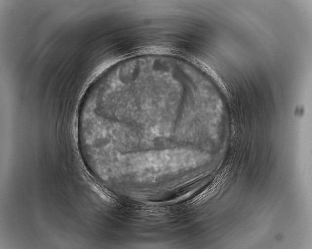 X0000098121035200805021151