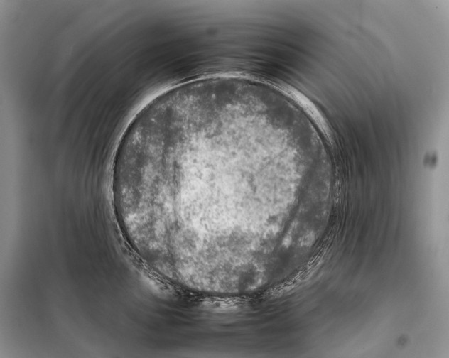 X0000098121051200805021152