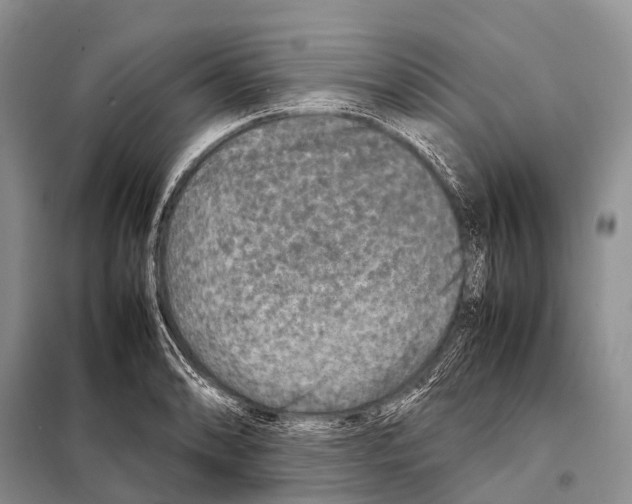 X0000098121086200805021150