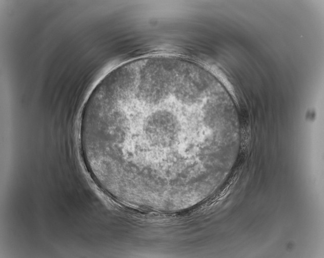 X0000098121099200805021150