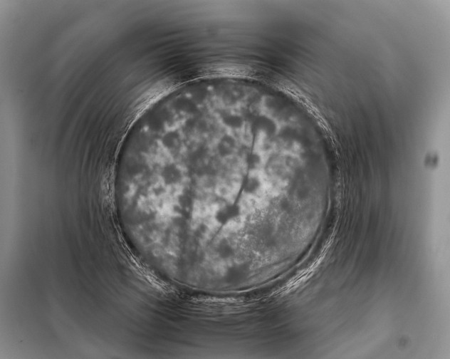 X0000098121121200805021150