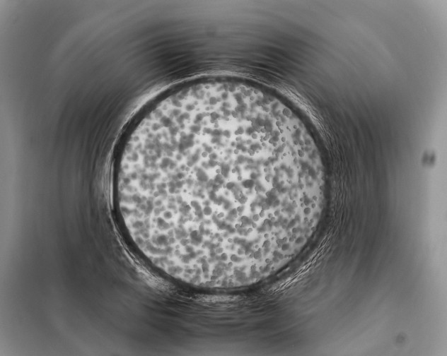 X0000098121127200805021150