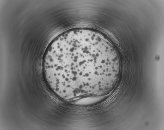 X0000098121226200805021148