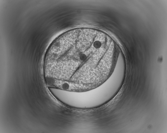 X0000098121246200805021149