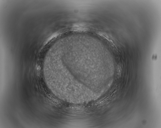 X0000098121254200805021148