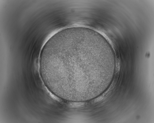 X0000098121294200805021147