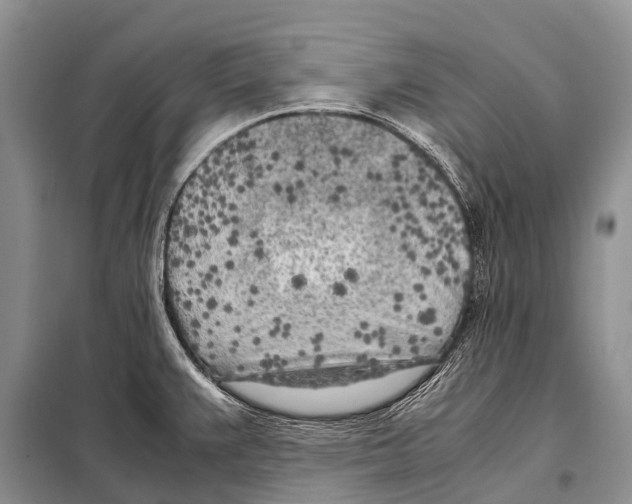 X0000098121383200805021146