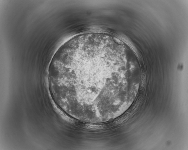 X0000098121439200805021146