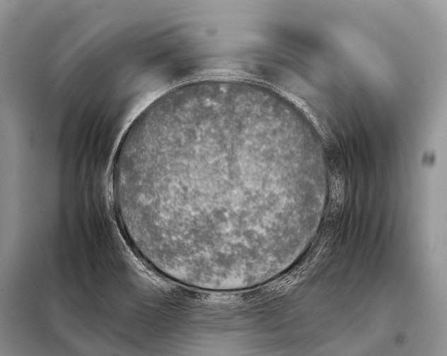 X0000098121466200805021145