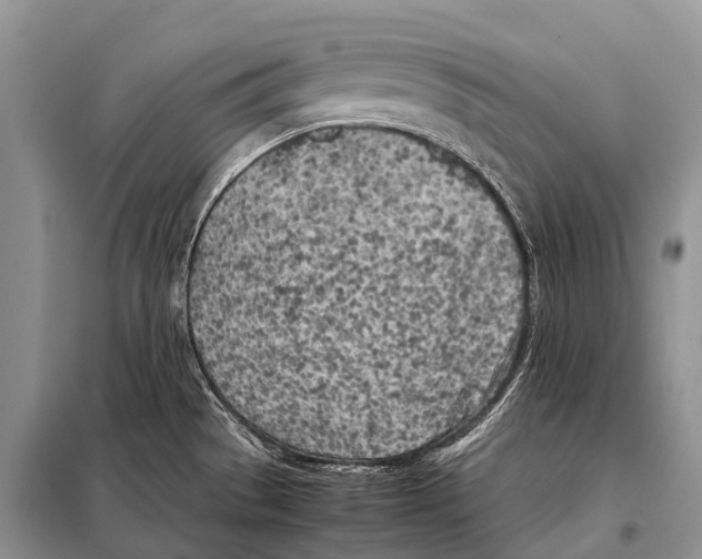 X0000098121529200805021144