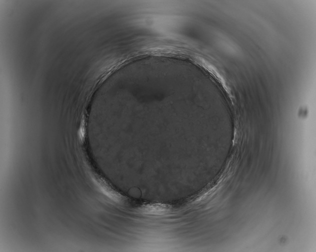 X0000098130069200804171532