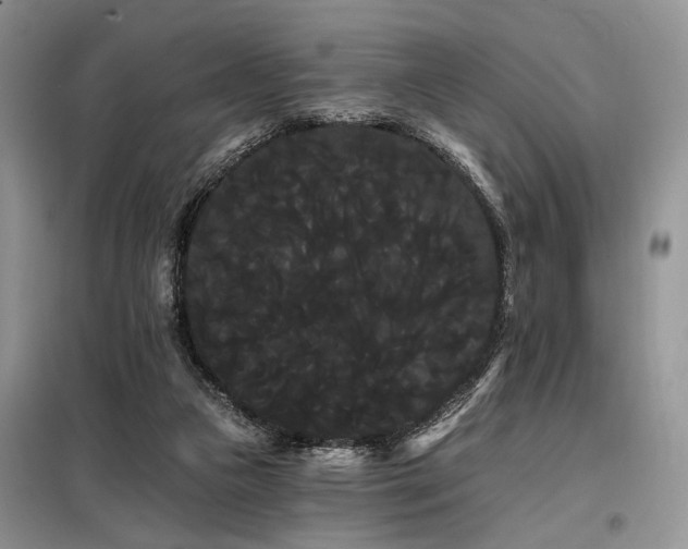 X0000098130161200804171531