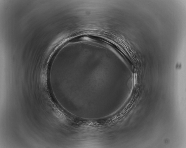 X0000098130243200804171529