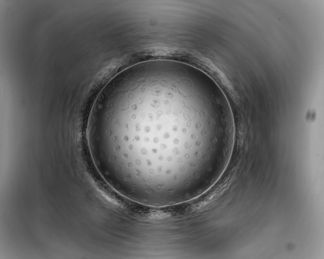 X0000098130257200804171529