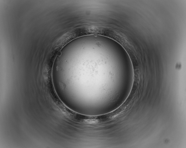 X0000098130266200804171529