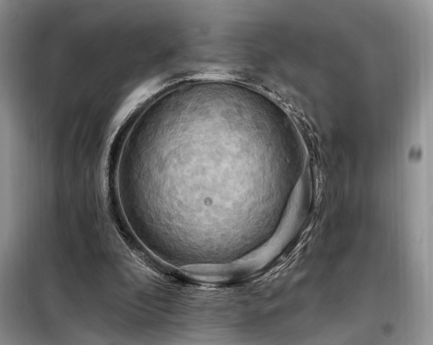 X0000098130296200804171528