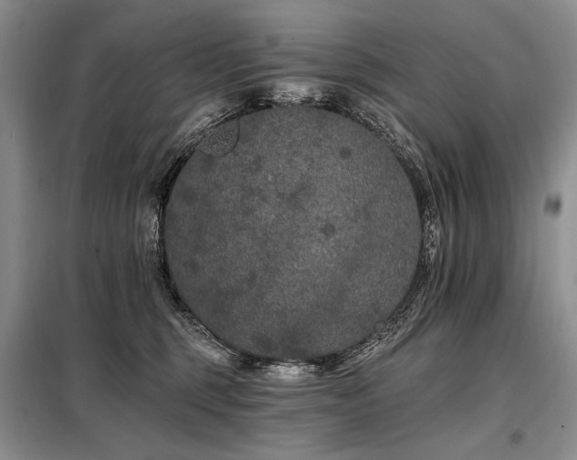X0000098130375200804171527