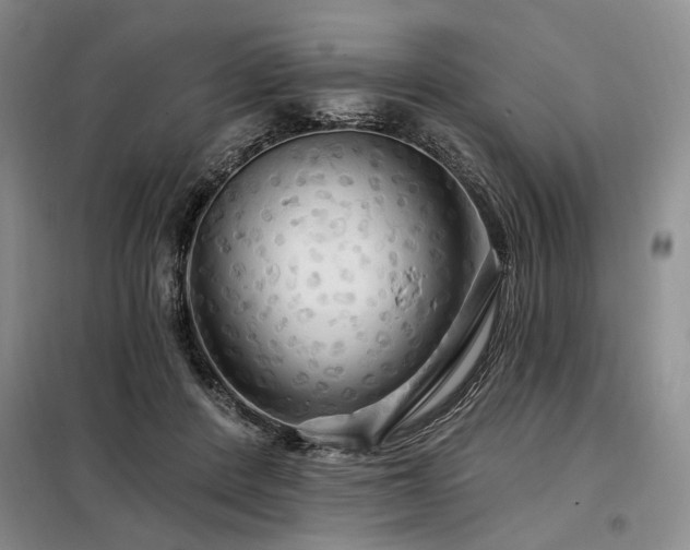 X0000098130408200804171526