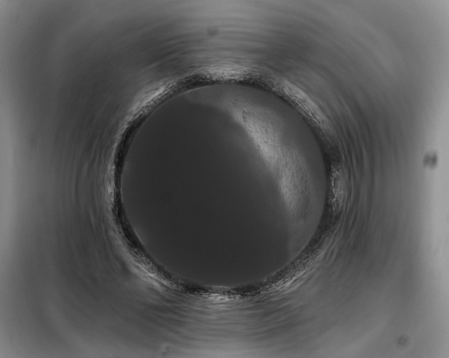 X0000098130494200804171525